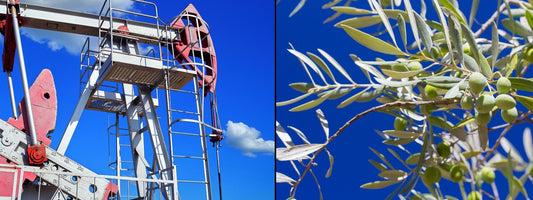 Oil Drill. Olive Tree with fruit.