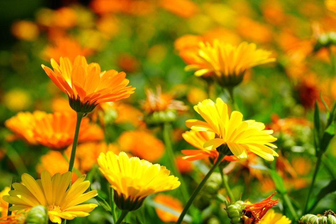 Calendula for the Skin