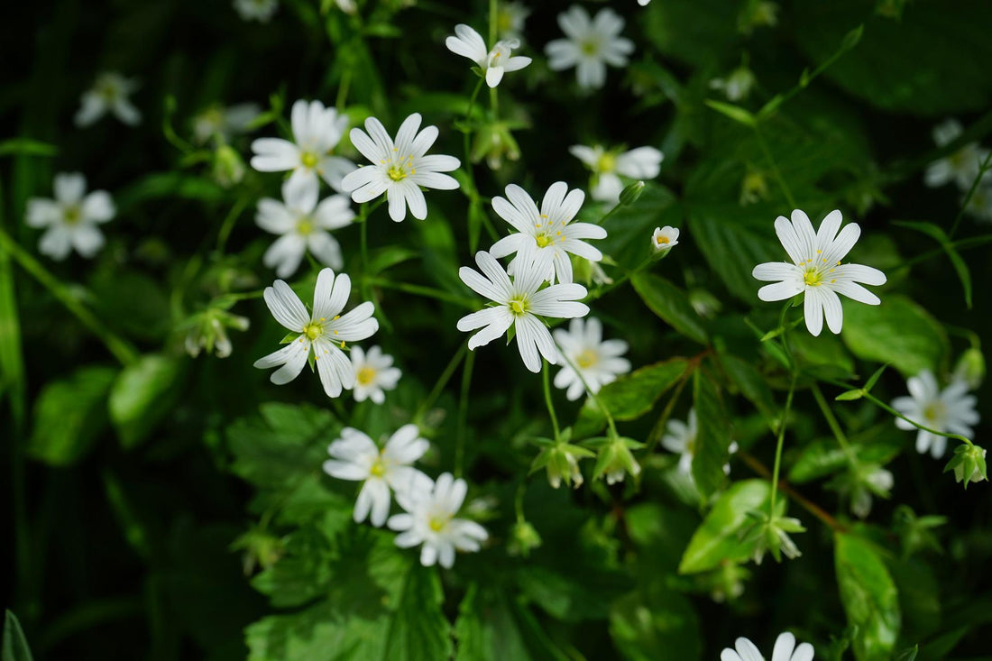 3 Benefits of Chickweed