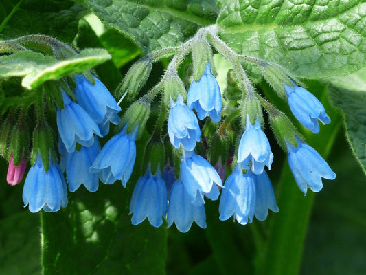 Why Comfrey is One of My Favorite Herbs for Wounds and Joint Pain